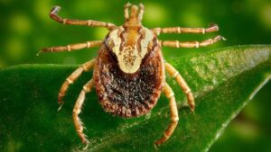 Doença do carrapato-estrela: febre maculosa e seus sintomas